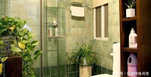 厕所|爱卫生的人,在厕所就养“3种”植物,不仅美观,还能杀菌吸臭!