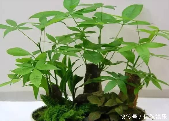 养花不如养树，这种树，养人旺财吸甲醛，谁养谁知道