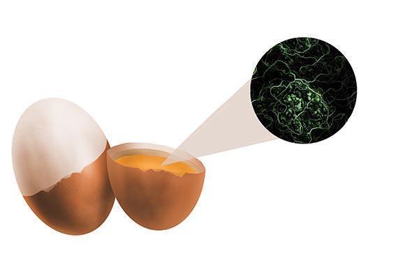 坚持每天早上喝一碗“开水冲鸡蛋”,一段时间后,身体会变得怎样