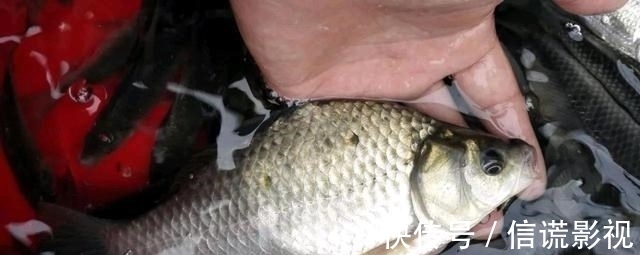 立冬后降温明显，野钓根据天气，抓住最后的“窗口期”