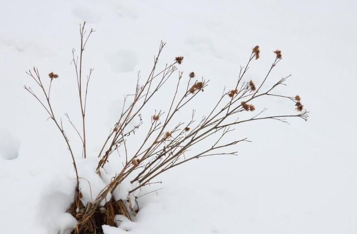 吃法|白开水泡它是“天然祛湿王”, 每天一杯, 排除湿气, 肚子也平了!