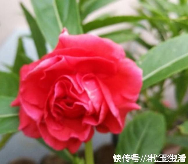 花色|家有院子,一定要养“3种花”,好养又漂亮,一开就是300多天!