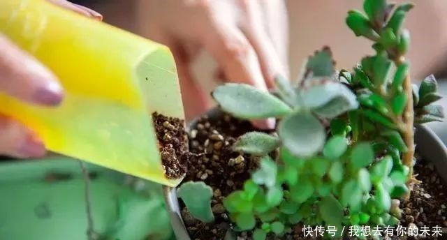 6种人“不适合”养花,买了花也“活不久”,浪费钱