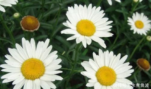 4种花太美了,四季开花,花期长,观赏价值高,种植容易