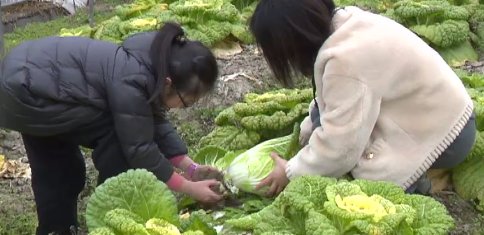 大运河|临平：大运河边体验民俗年味浓，农业园里亲子摘菜好开心！