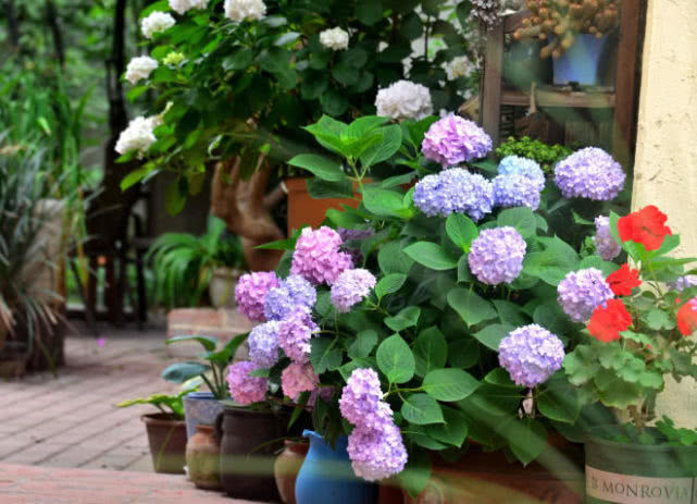 居家就养此款花卉,不闻不问,养家里,财运越来越好