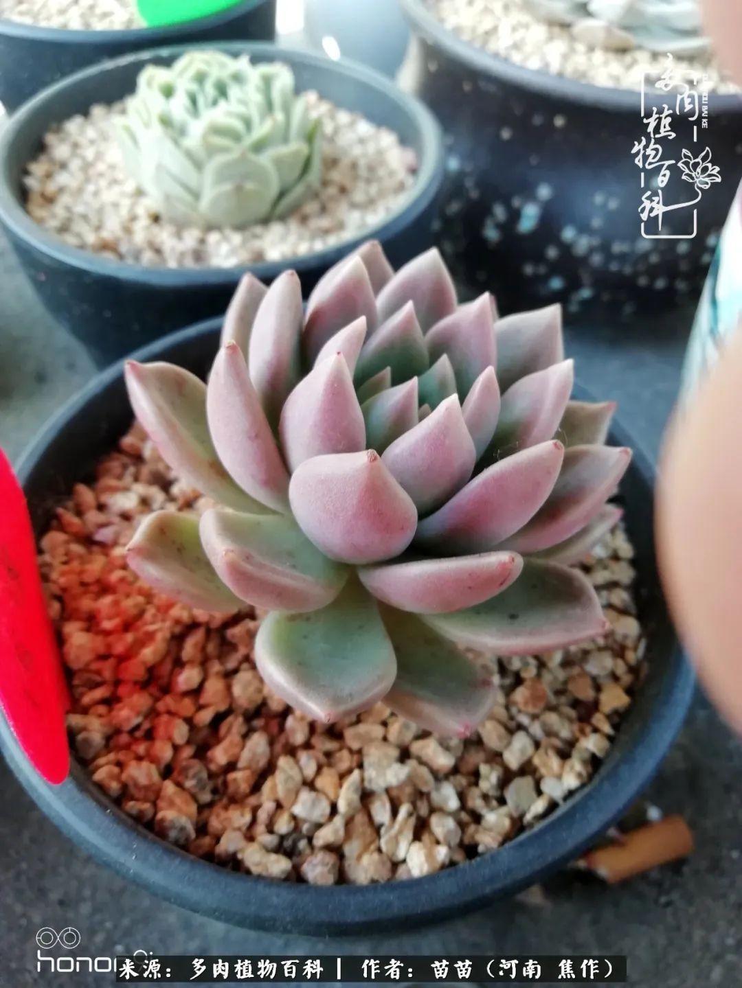 迷上多肉后,有一种喜欢叫一日看三回!