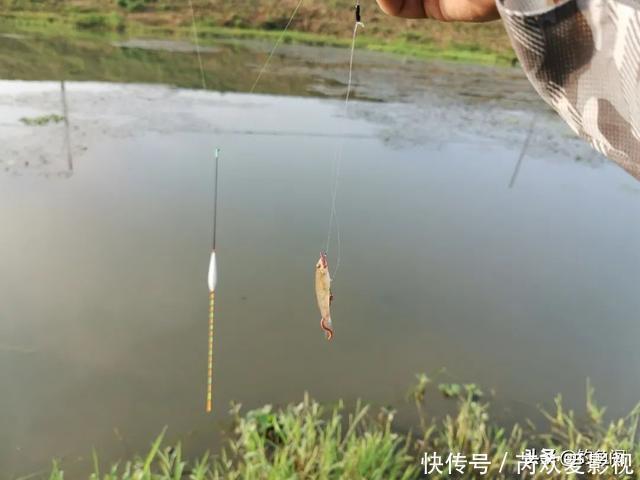 鱼口|轻口鱼难钓？按我的方法做一钓一个准，再小的口也能逮住