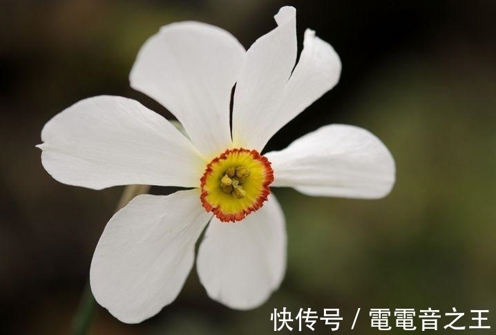 此花清淡馥郁花色纯净，就像飘渺的凌波仙子，有着自怜自爱的寓意