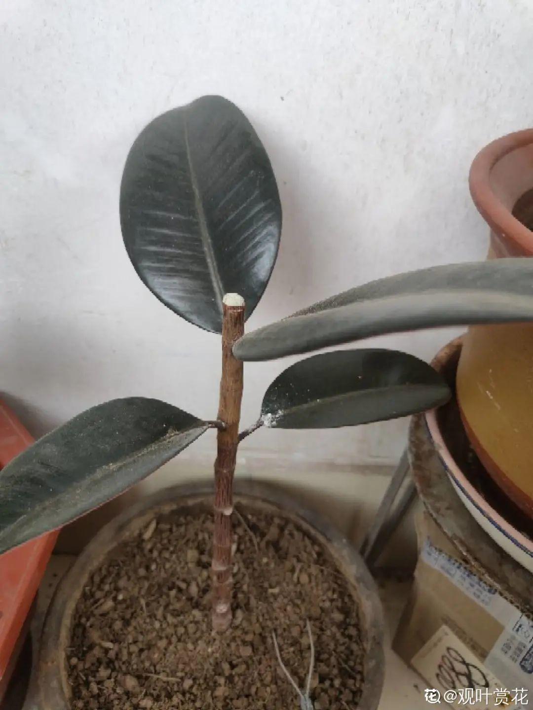 10种“养不死”的花，绿萝只能排最后一名，养死3种以上的举手