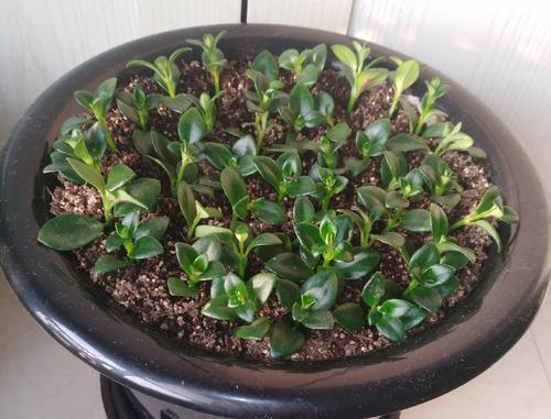 月季花|秋天扦插“4种花”，易生根，爱生长