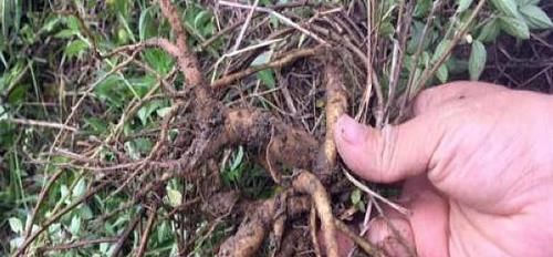 农村常见的“人参根”，原来有这么多功效，以后见到要珍惜！