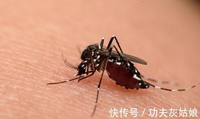 招蚊体质|蚊子的危害可致命!家有“招蚊宝宝”,试试这些驱蚊方法,很有效