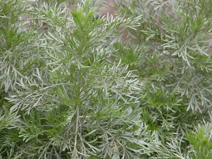 苋菜|农村这5种野菜，个个是宝，镇咳、减肥轻身、排毒，有钱都吃不上