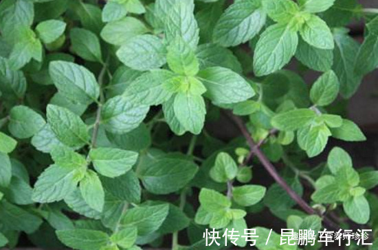 叶子四季常青,看起来小小的,作用非常多,若有幸遇见,请重视