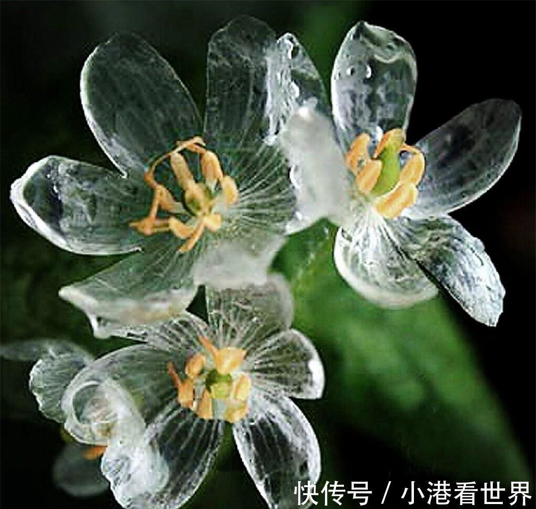荷叶|世界上最纯洁的花,花瓣透明如水晶,每当下雨就会“变脸”