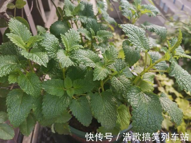 春夏季,蚊虫来袭,放上3种花,蚊虫见了都害怕,家庭必养!