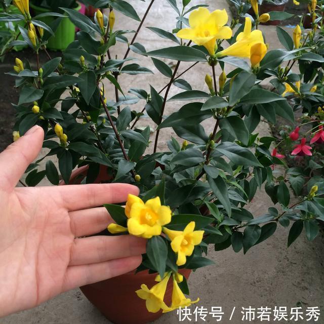 洋水仙|6种“有毒花”，连叶片都有毒，很多人家里都养了，看看你中招没