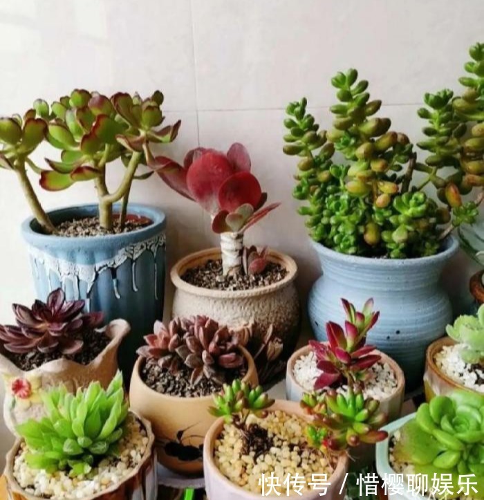 家里有此7种花,少浇水不能晒,天热要休眠早看早知道