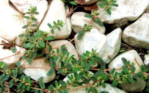 农村|农村不起眼的杂草却是女人的“救命草”，如今价值千金，你认识吗