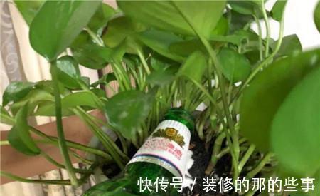 枝繁叶茂|养花不用施肥，3种“营养水”，可长得枝繁叶茂，开花艳丽多姿