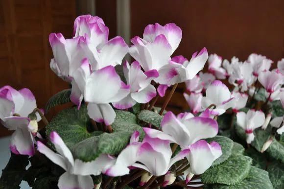 花友|4种花身材不大,花量却怪“吓人”,深秋花开一大片,美翻了