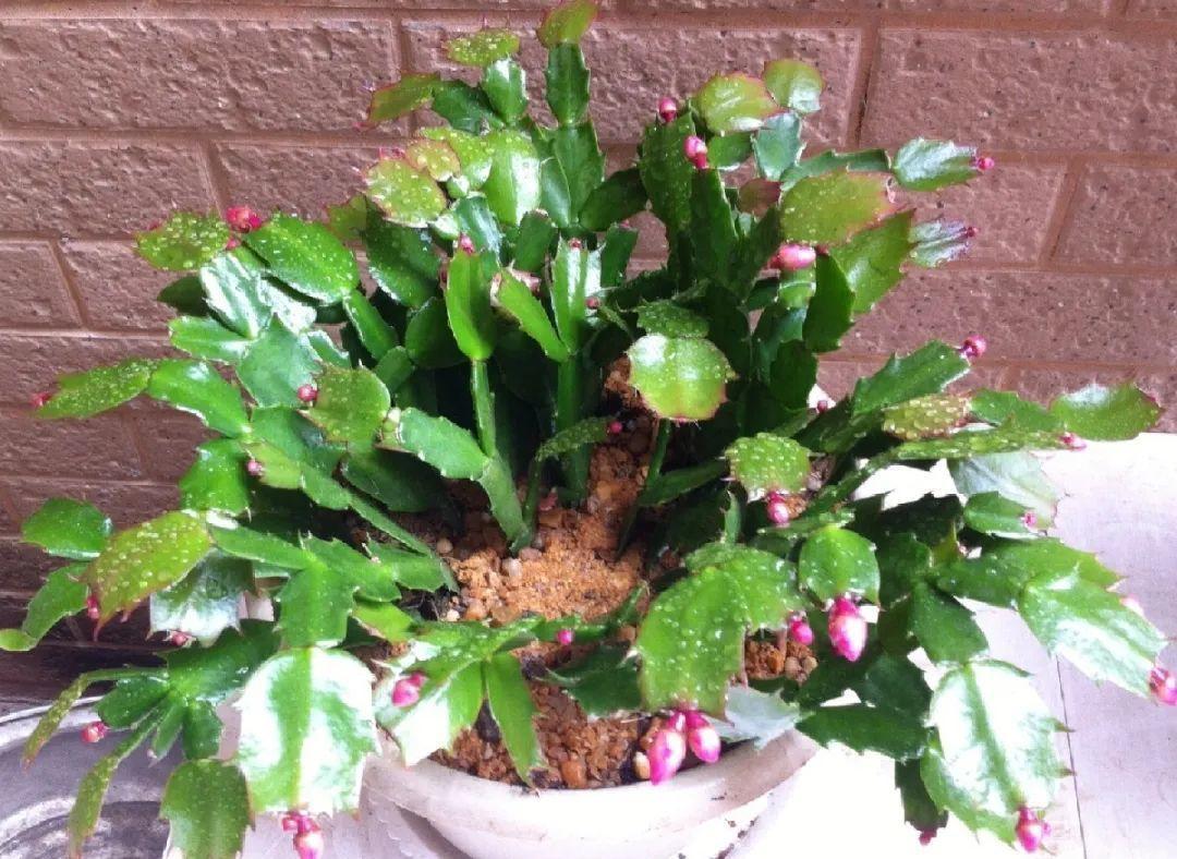 蟹爪兰|长寿花换盆，切忌越换越大，一直用小盆养才好！