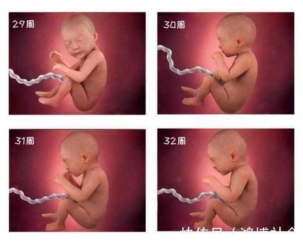卵子|组图告诉你,怀孕1周到40周胎儿是怎么长大的,感叹生命的神奇