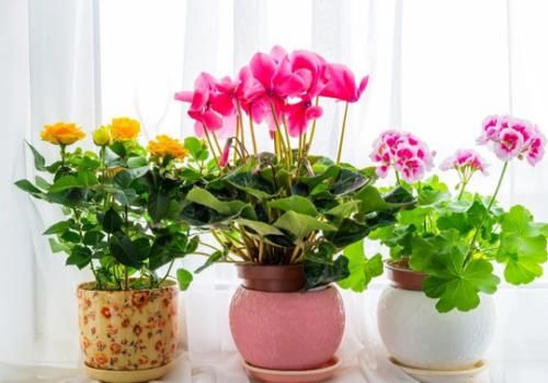 到了2月,该不该将植物盆栽挪出去,如何才能避免错过花期?