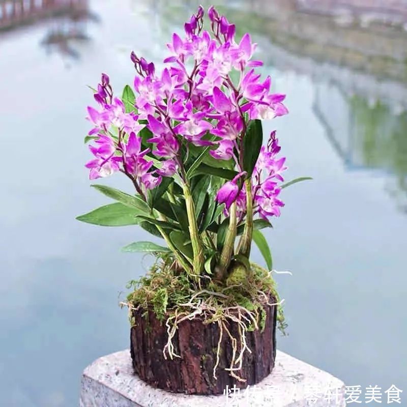 老中医最喜欢的五种花，家里养一盆，越养身体越健康，你家养了吗