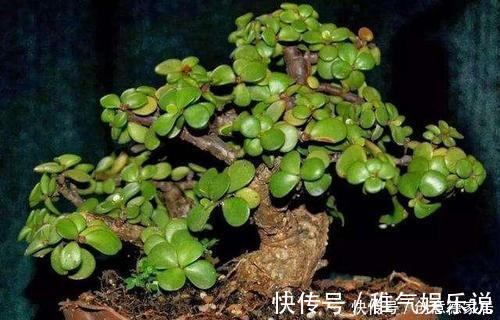金枝玉叶|养金枝玉叶,了解掌握几个要点,枝干粗壮,长成老桩盆景!
