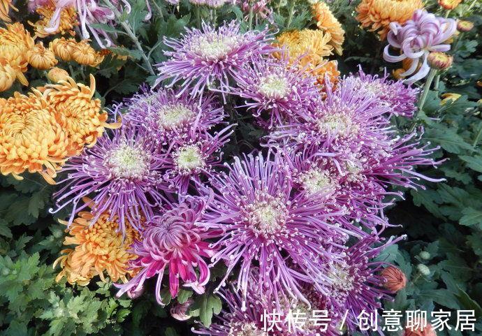 桂花|6种“黄金花”，秋天最好养，客厅摆一排，财气满满花爆棚