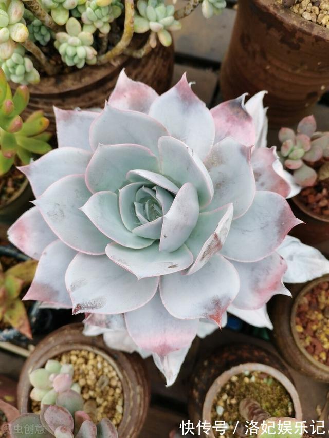 施肥|杨阿姨家的多肉15天浇一次生长水,3个月大变样,成就感满满