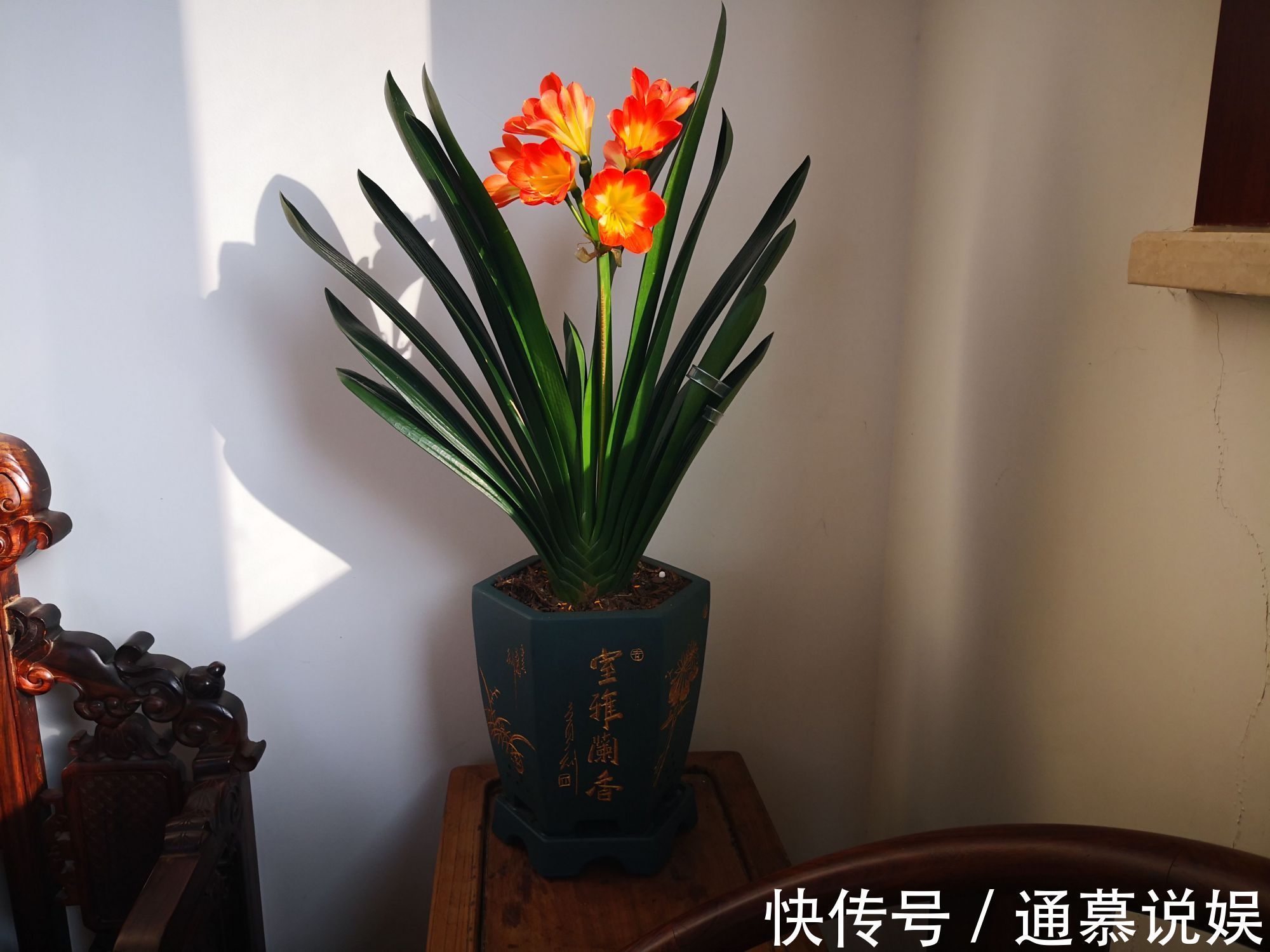 叶片|5种漂亮的花，要用“小盆”养，否则会影响生长和开花，别忽视