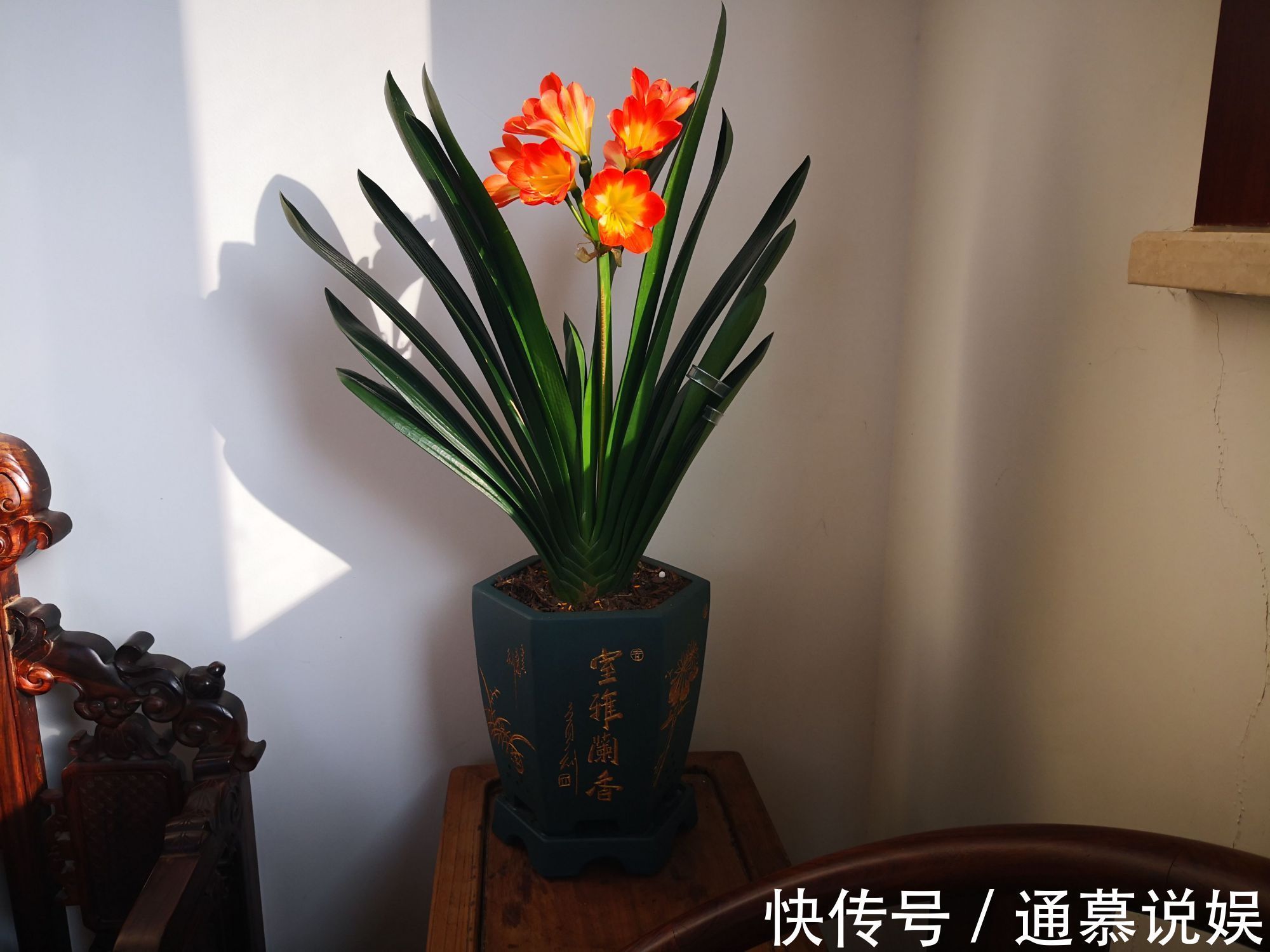 叶片|5种漂亮的花,要用“小盆”养,否则会影响生长和开花,别忽视