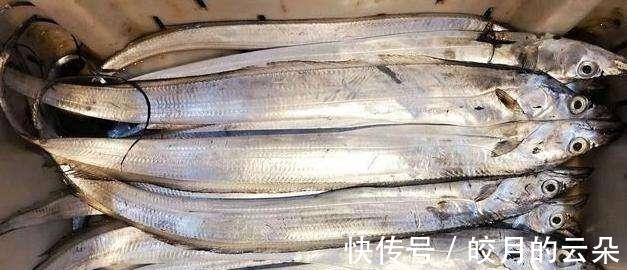 海产鱼|冬天吃鱼,会吃的人专挑这7种鱼,顺应时节营养高,贵点也值得!