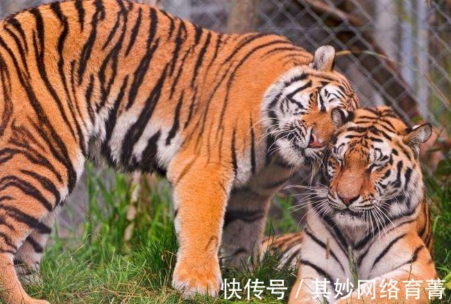 |这个讽刺古代读书人的笑话, 故事很简单, 给人的思考却很久