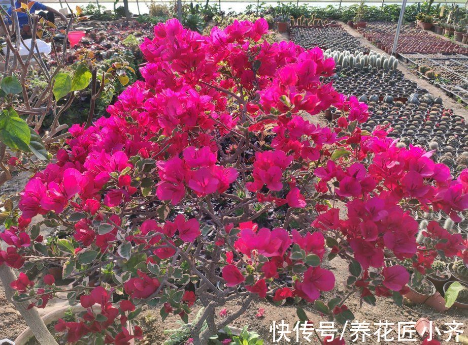 入冬后养三角梅，记住“3喜3怕”，来年必然开花爆盆