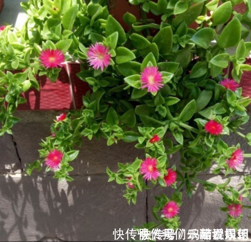 室内观叶|最适合卧室摆放的9种植物,清新素雅,安全无毒,还特好养活