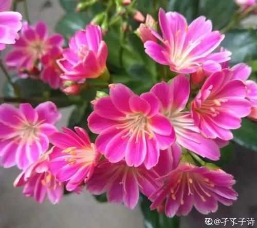 10种“稀罕花”，连名字都认不全，竟然拼命掏钱买