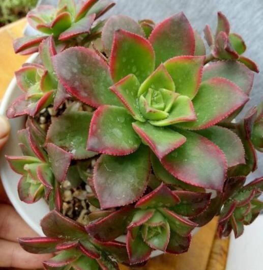 多肉长“胡须”，剪还是留只看一点就知道，养成漂亮茂盛老桩