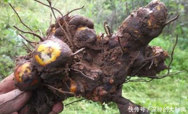 谁若铲除此物,请您收藏它的根茎,别怕笑话,目前26元一斤