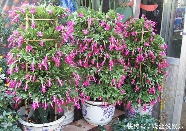 年头|家里养上“3种花”,从年头“香”到年尾,阳台变花海,太美了