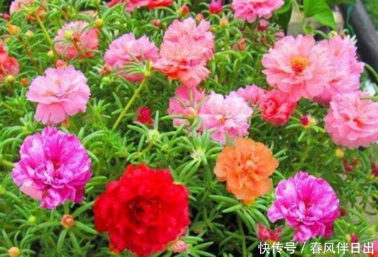 此款花卉，花艳易爆盆，四季有花开，花香四溢飘满屋，美