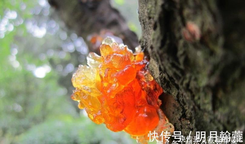 城里人|此物农家人很讨厌,城里人视其为“植物燕窝”,市场价格百元一斤