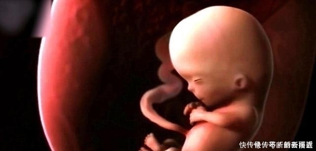 肚子|肚子里的孩子在什么时候会进入猛涨期呢?