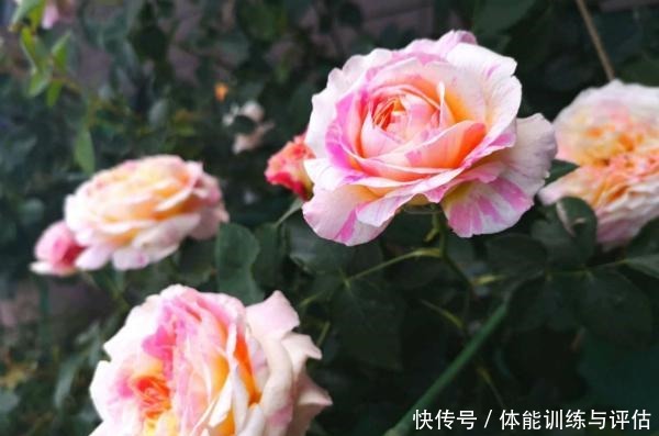 他痴迷养花,露台养了100多盆花,盆盆美爆,惊艳全小区!