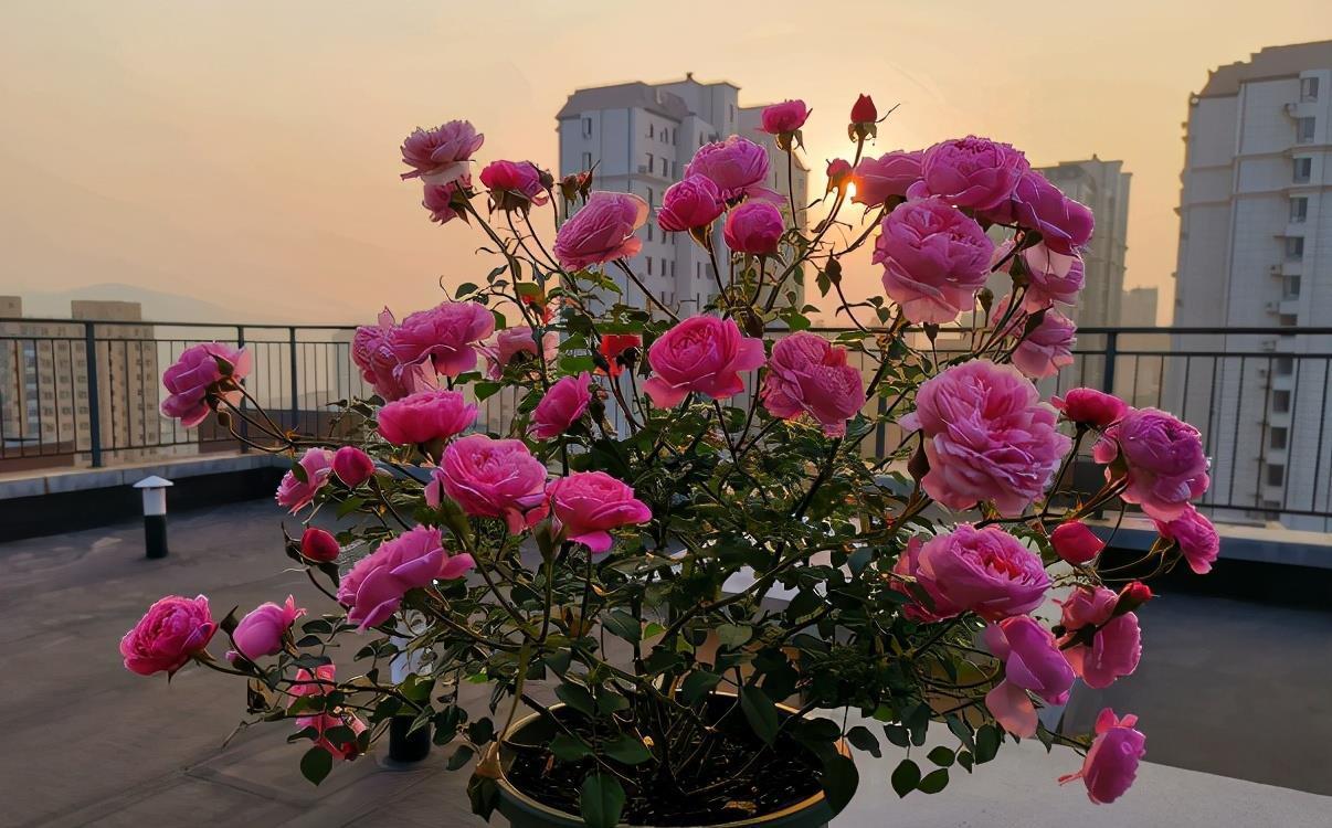 喷洒|怎么用“催花神器”磷酸二氢钾？