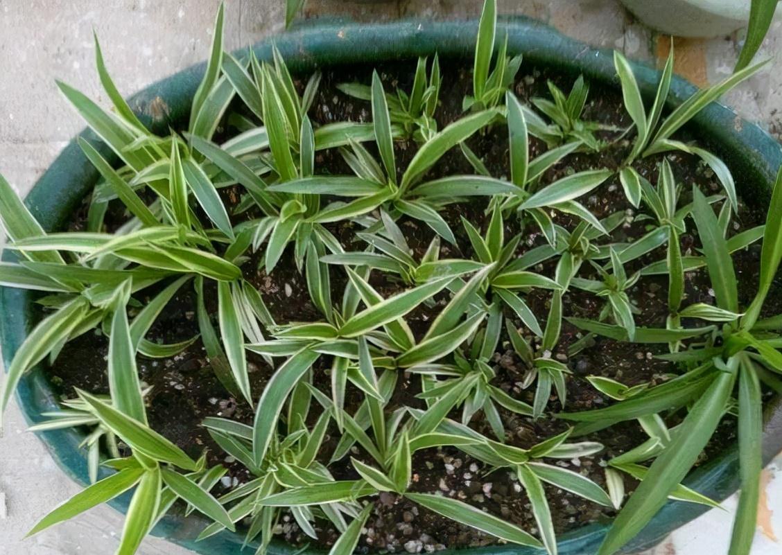 9种漂亮花，现在扦插“正当时”，喜欢别错过