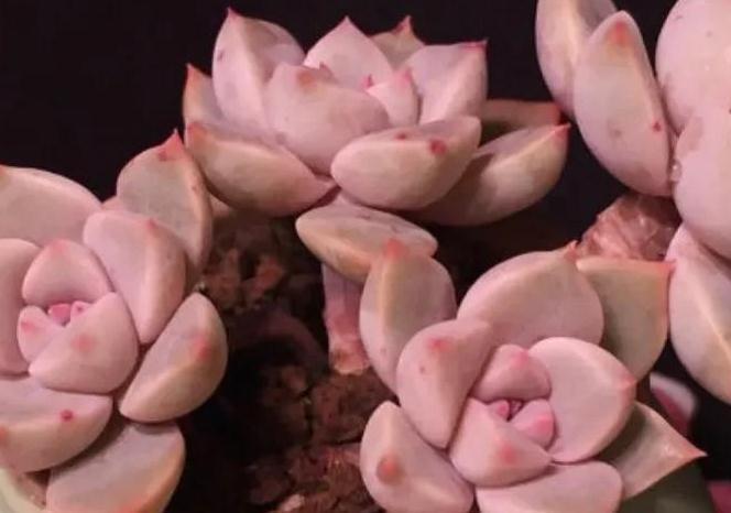 人气较高的8种多肉,天冷越晒越漂亮,越看越喜欢